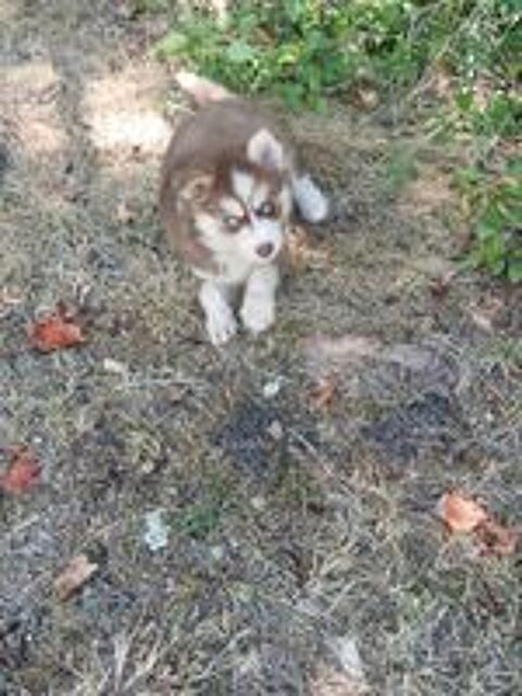   Pomsky mâle  