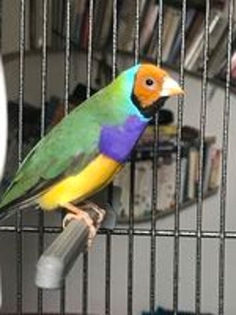   DIAMANT DE GOULD 90e 