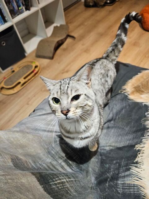 Femelle Bengal  500 76270 Neufch�tel-en-bray