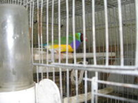   diamant de gould  