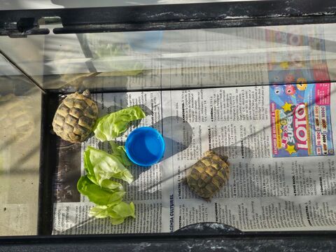 Petit terrarium 20 66430 Bompas