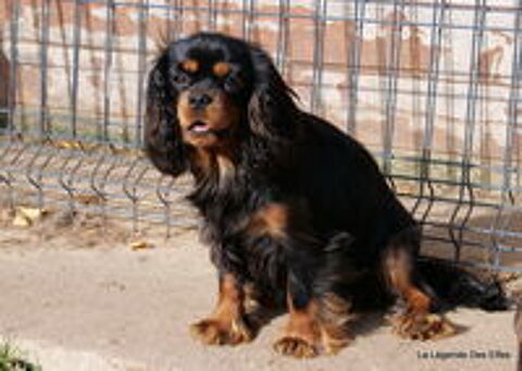   Cavalier King Charles femelle 4 ans pour retraite 