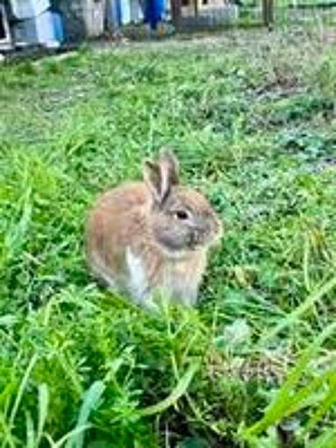   Lapin NOISETTE à l adoption 