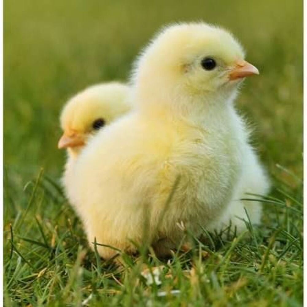   poussins  