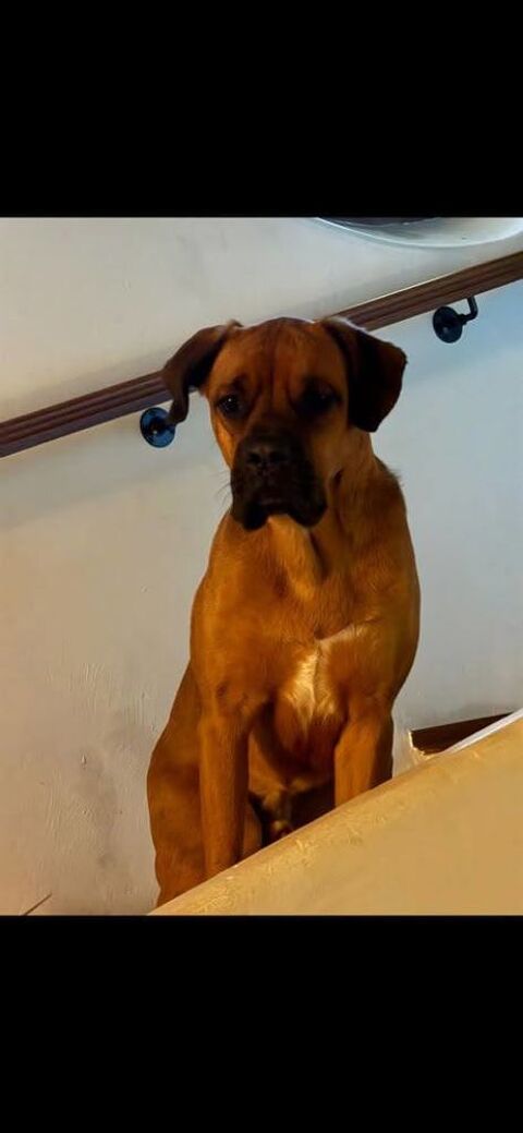 Chien ELLIOT à l adoption 210 47000 Agen
