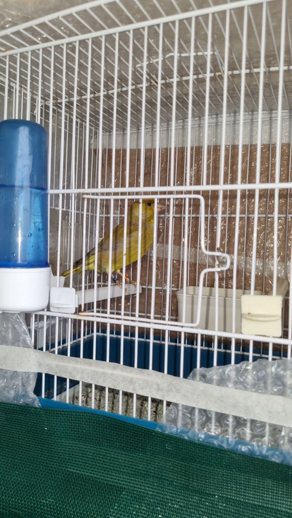   Canaris Verdier brun de mutation  