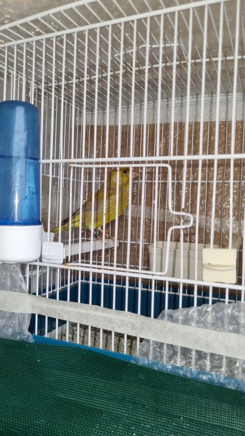 Canaris Verdier brun de mutation  60 69500 Bron
