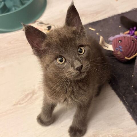 POPEYE, joli chaton a l'adoption  1 26290 Donz�re