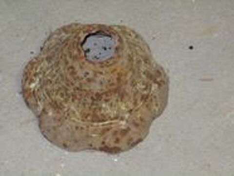 Divers abat jour en fer venant des �tables 0 M�rignies (59)