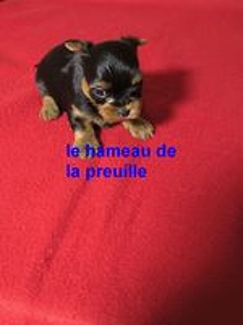   CHIOTS YORKSHIRE 