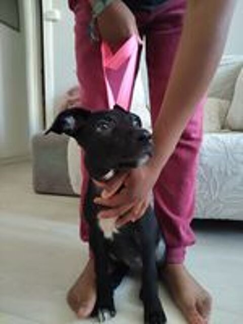   Mimi, 3 mois,cherche un bon foyer  