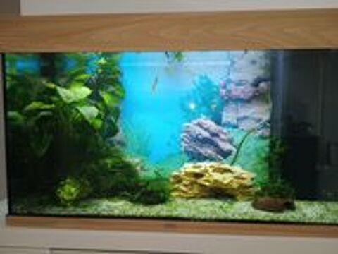   Aquarium complet  
