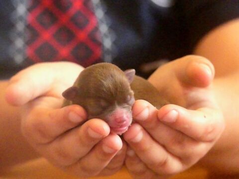 Chihuahua  1100 91650 Breuillet