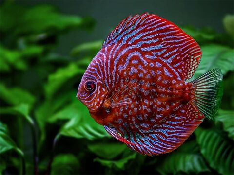 Poisson Discus pour aquarium 80 35136 Saint-jacques-de-la-lande