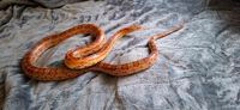   Serpent des blés, mâle adulte  
