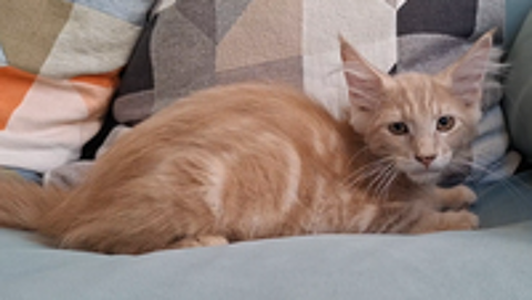   chaton mâle Maine Coon LOOF 