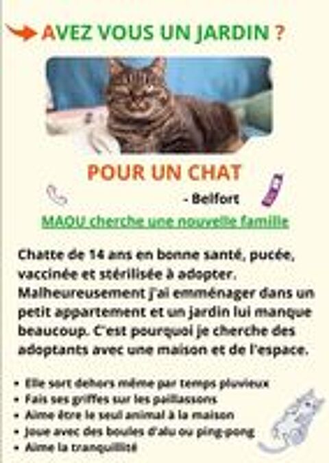   Chat à donner si jardin/extérieur 