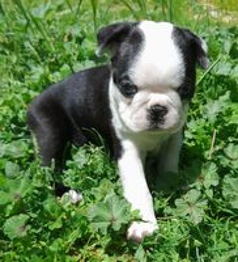   Chiots Bostons terriers  