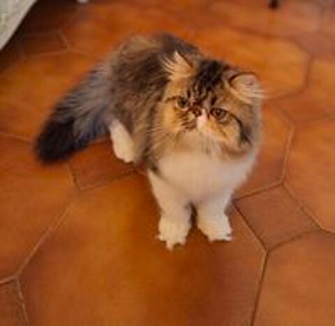   CHATONS PERSAN DISPONIBLES DE SUITE  
