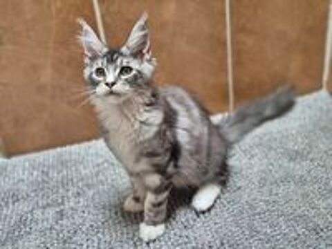   Chaton Maine Coon Mâle LOOF 