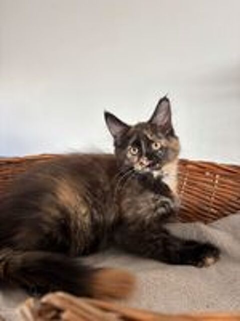   Magnifiques femelles Maine coon Loof 
