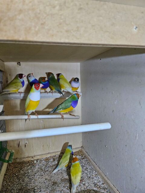 diamant gould mâle 35 94440 Marolles-en-brie