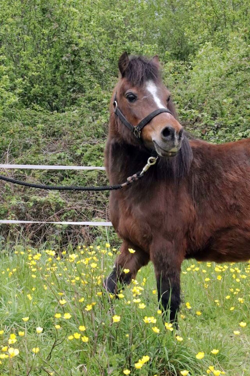   PERLE, magnifique poney type Shetland ou Welsh � adopter via l'association UMA (44240 Suc� sur Erdre) 