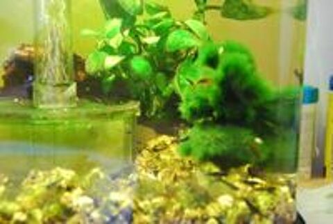  Crevettes d'aquarium d'eau douce 