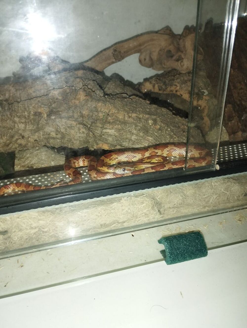   Serpent et vivarium  