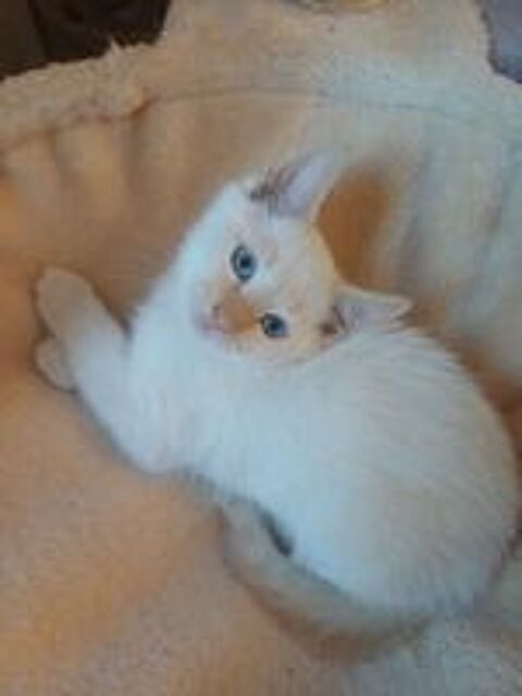   Bbs chaton mâle sacrée de Birmanie croisés siamois  