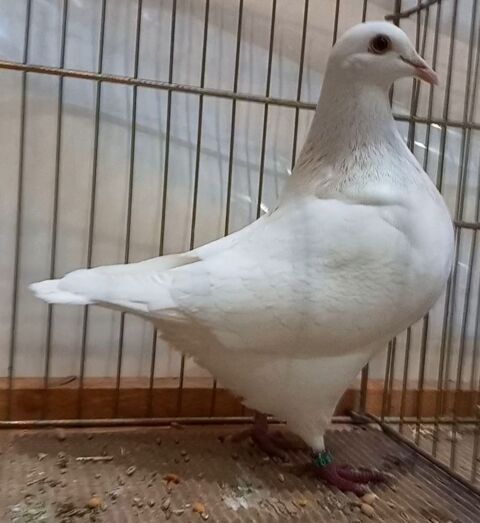 Pigeons+de+race+Texans+Pioneer 20 13570 Barbentane