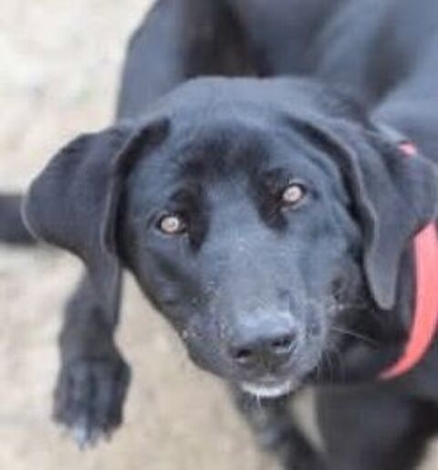 BICHOTA 320 27620 Gasny