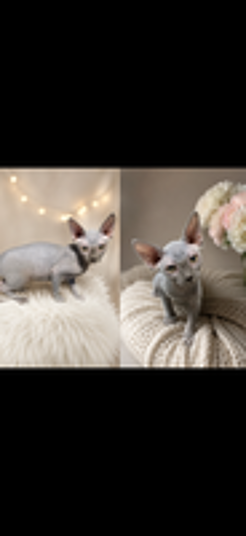   femelle sphinx entière loof  