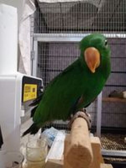   Eclectus polychloros 