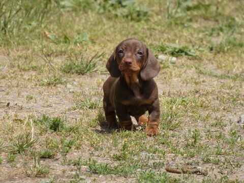 chiots teckels nains 1300 35600 Redon