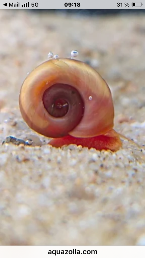 Planorbes rose  2 91240 Saint-michel-sur-orge