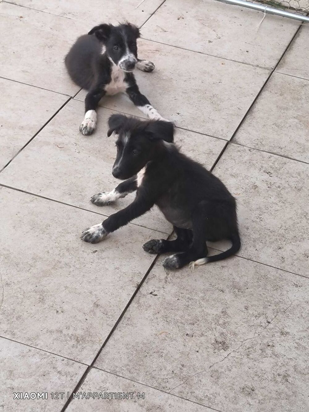 chiot border collie Jardin