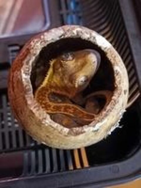   Geckos  crte juvniles 