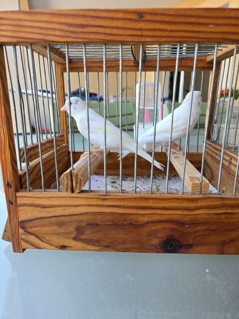 canaris Malinois Waterslager. 35 85440 Saint-hilaire-la-for�t