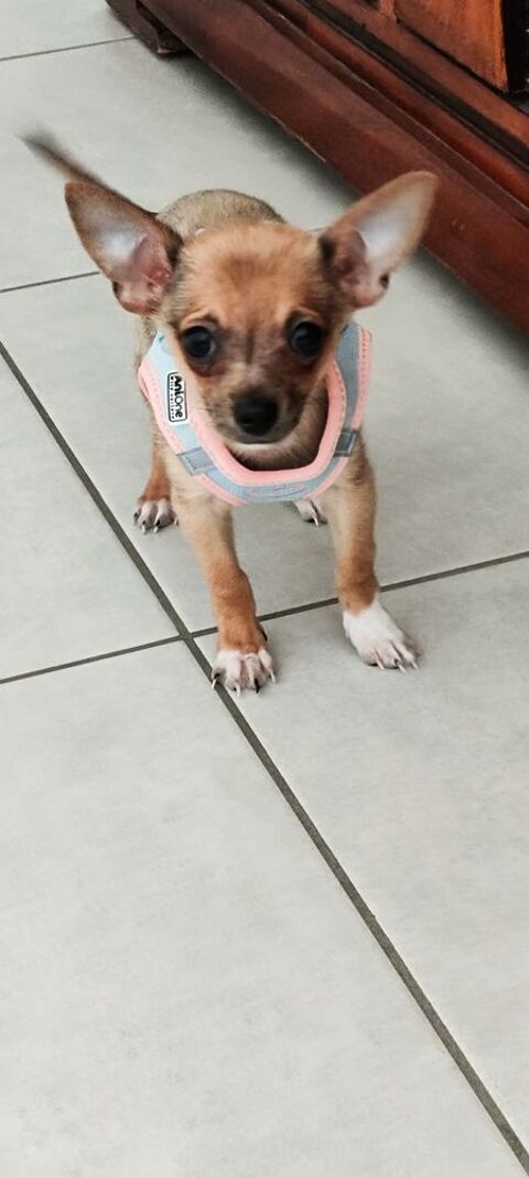 Un gentil chiot 850 69500 Bron