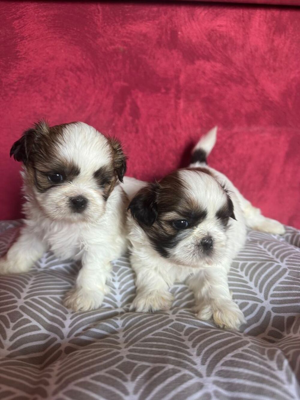   À réserver bébé shih tzu.  