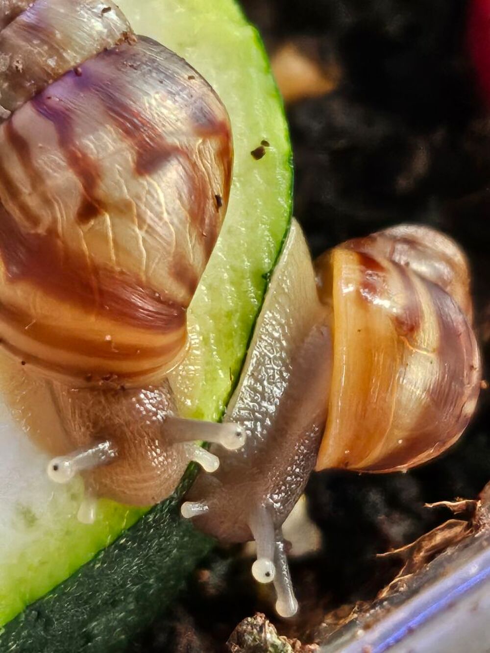 escargots Jardin