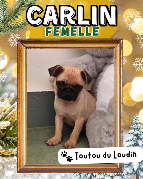 Chiot carlin femelle 850 18140 Pr�cy