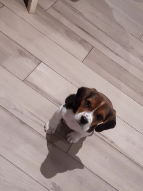 Chiot beagle 0 56580 Br�han
