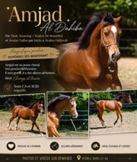  superbe poulain pur sang arabe 