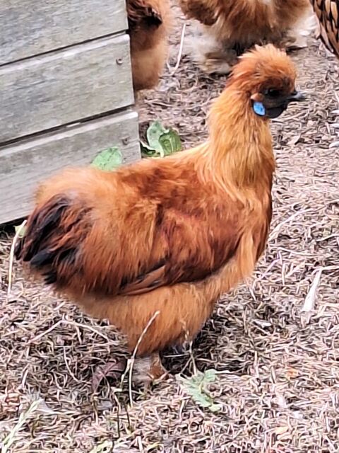 Poule de soie fauve 20 56190 Le guerno