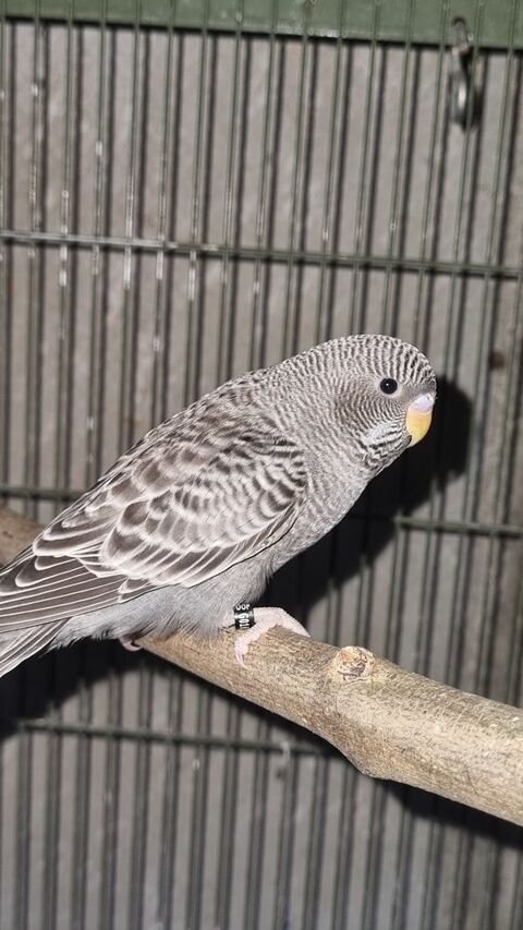 Perruche ondul&eacute;e blackface  100 22120 Pommeret