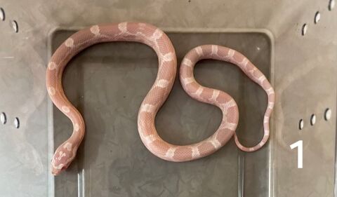 Pantherophis guttatus 50 31170 Tournefeuille