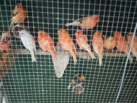 canaris d&eacute;but d'ann&eacute;e 2025 35 44800 Saint-herblain