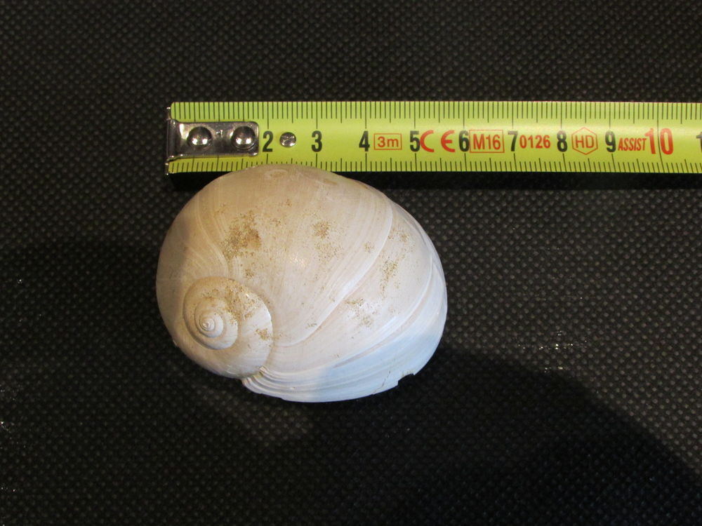 fossile de Bordeaux 